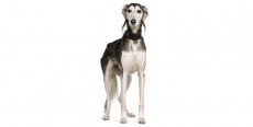 Perro Saluki