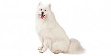 Perro Samoyedo