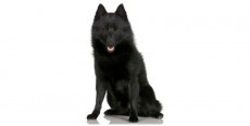 Perro Schipperke