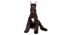 Perro Schnauzer Gigante