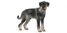 Perro Schnauzer Mediano