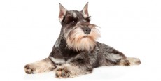 Perro Schnauzer Miniatura