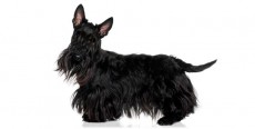 Perro Scottish Terrier