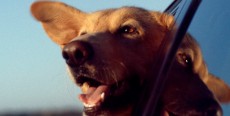 Mi perro se marea en el coche. ¿Qué hago?