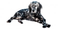 Perro Setter Inglés