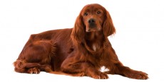 Perro Setter Irlandés Rojo