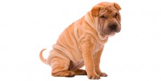 Perro Shar Pei