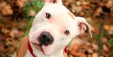 Mi perro hace lo que quiere: 10 consejos básicos