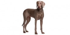 Perro Weimaraner