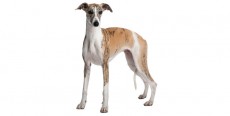 Perro Whippet