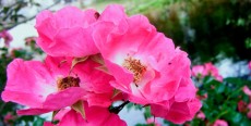Rosa canina