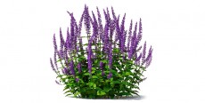 Salvia