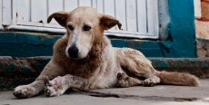 Sarna demodéctica en perros