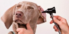 Sordera en perros