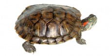 Tortugas de agua