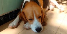 Tumores de piel en perros