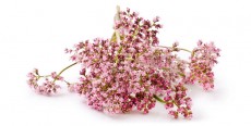 Valeriana Valeriana