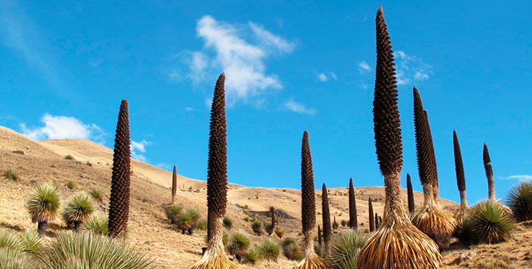 bosques-de-puyas-de-raimondi