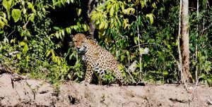 Fauna de Madre de Dios