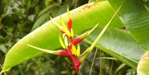 Flora de Madre de Dios