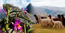 Flora y Fauna de Cusco