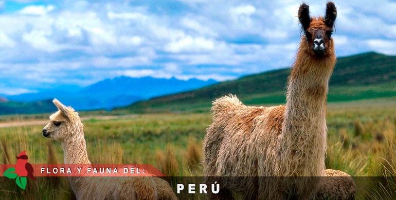Flora y Fauna de Cajamarca