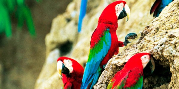 fotogaleria-reserva-nacional-manu-1