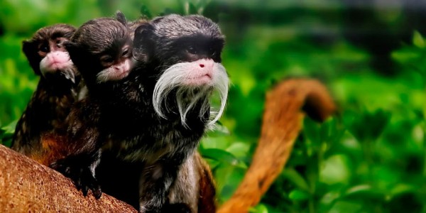 fotogaleria-reserva-nacional-manu-4