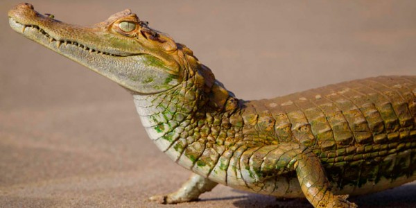 fotogaleria-reserva-nacional-manu-6