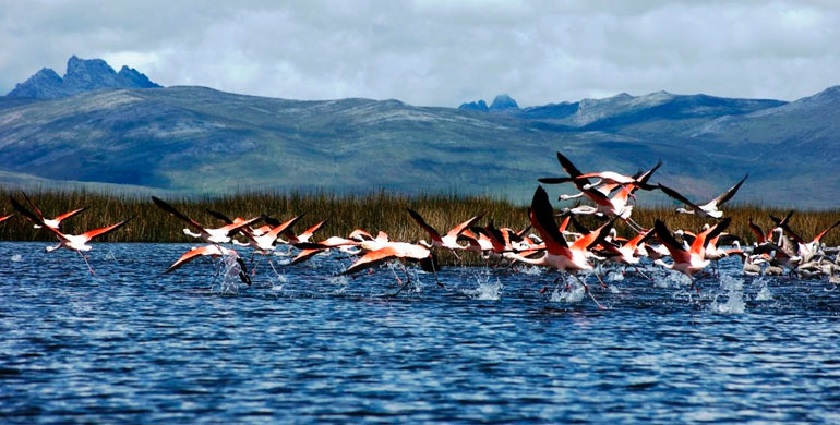 Reserva Nacional de Junín