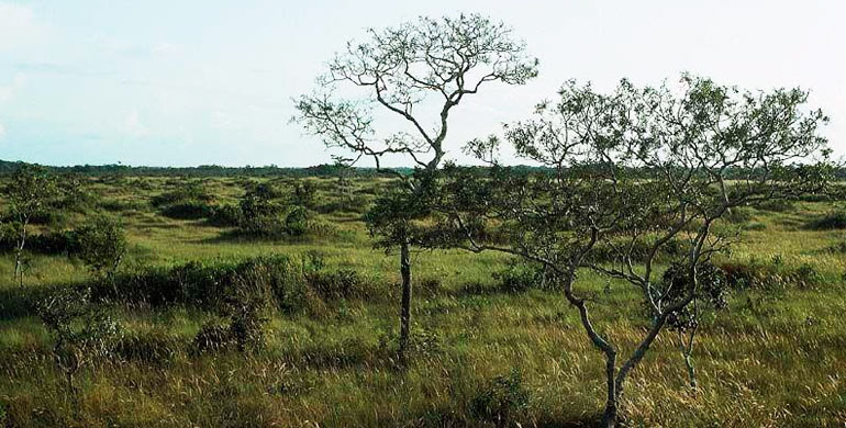 santuario-nacional-pampas-de-heath