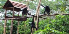El encanto del zoológico de Quistococha