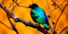 Leyenda el pájaro malo