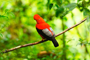 Parque Nacional del Manu