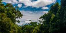 Parque Nacional Alto Purús
