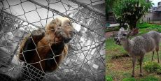 Zoológico UNSAAC Cusco