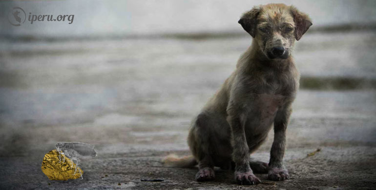 El Perro de las Pulgas de Oro