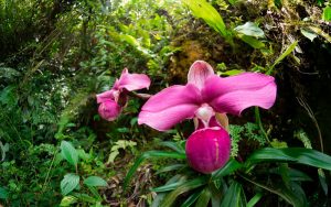 Yanachaga Chemillén, el paraíso de las orquídeas