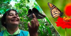 Mariposario Morpho Azul en San Martín