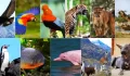 ¿Dónde encontrar increíbles animales nativos (autóctonos) de Perú?