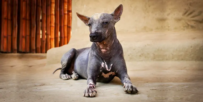 Perro Sin Pelo Peruano