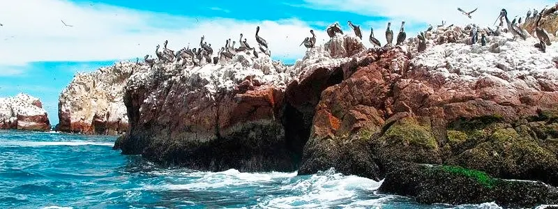Fauna marina de las Islas Ballestas Fauna marina de las Islas Ballestas