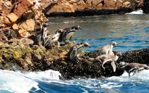 Pingüinos de Humboldt Pingüinos de Humboldt
